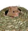 Hamster