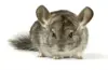 Chinchilla
