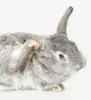 Pelspleje