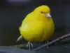 Kanarie/Tropefugle
