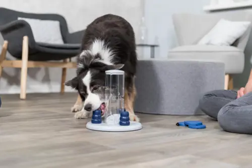 Tårn Aktivits Spil Til Hunde