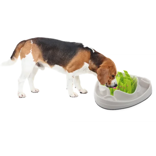 Hunde Aktivering Med Slow Foder