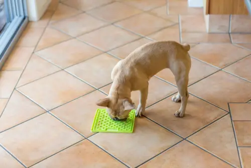 Lickimat Buddy Grøn Hunde Slikmåtte