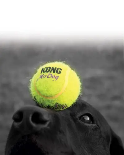 KONG Legetøj SqueakAir Tennis Bold  Large