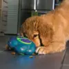 Kong Aktivitetslegetøj Flipz Til Hunde