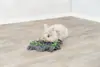 Snusetæppe