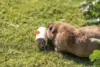 Snack Roll I Træ